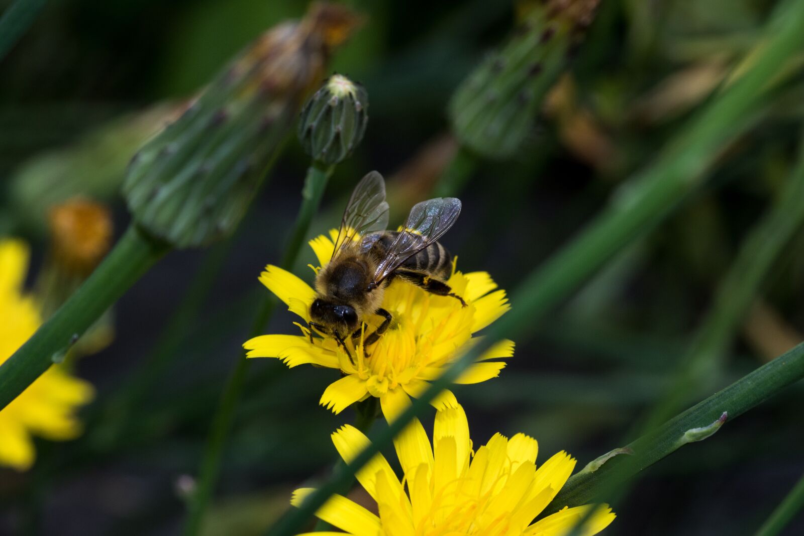 Canon EOS 7D Mark II sample photo. Bee, blossom, bloom photography