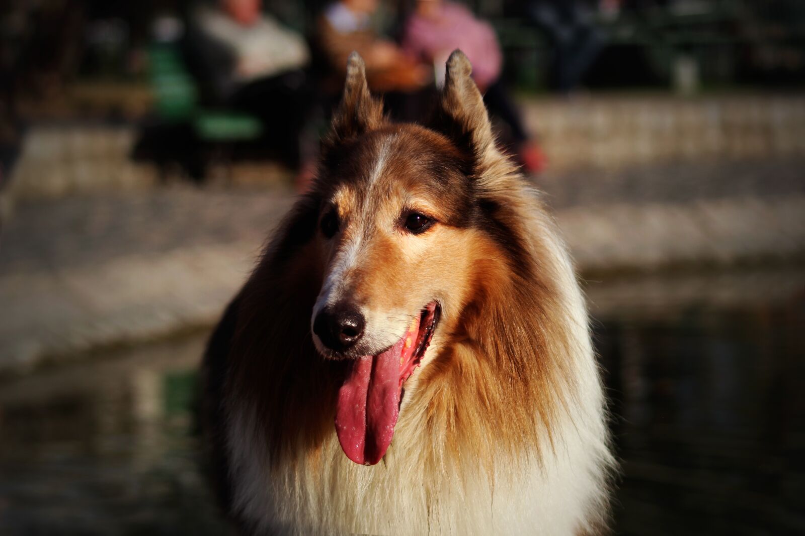 Canon EOS 600D (Rebel EOS T3i / EOS Kiss X5) sample photo. Collie, dog, pet photography