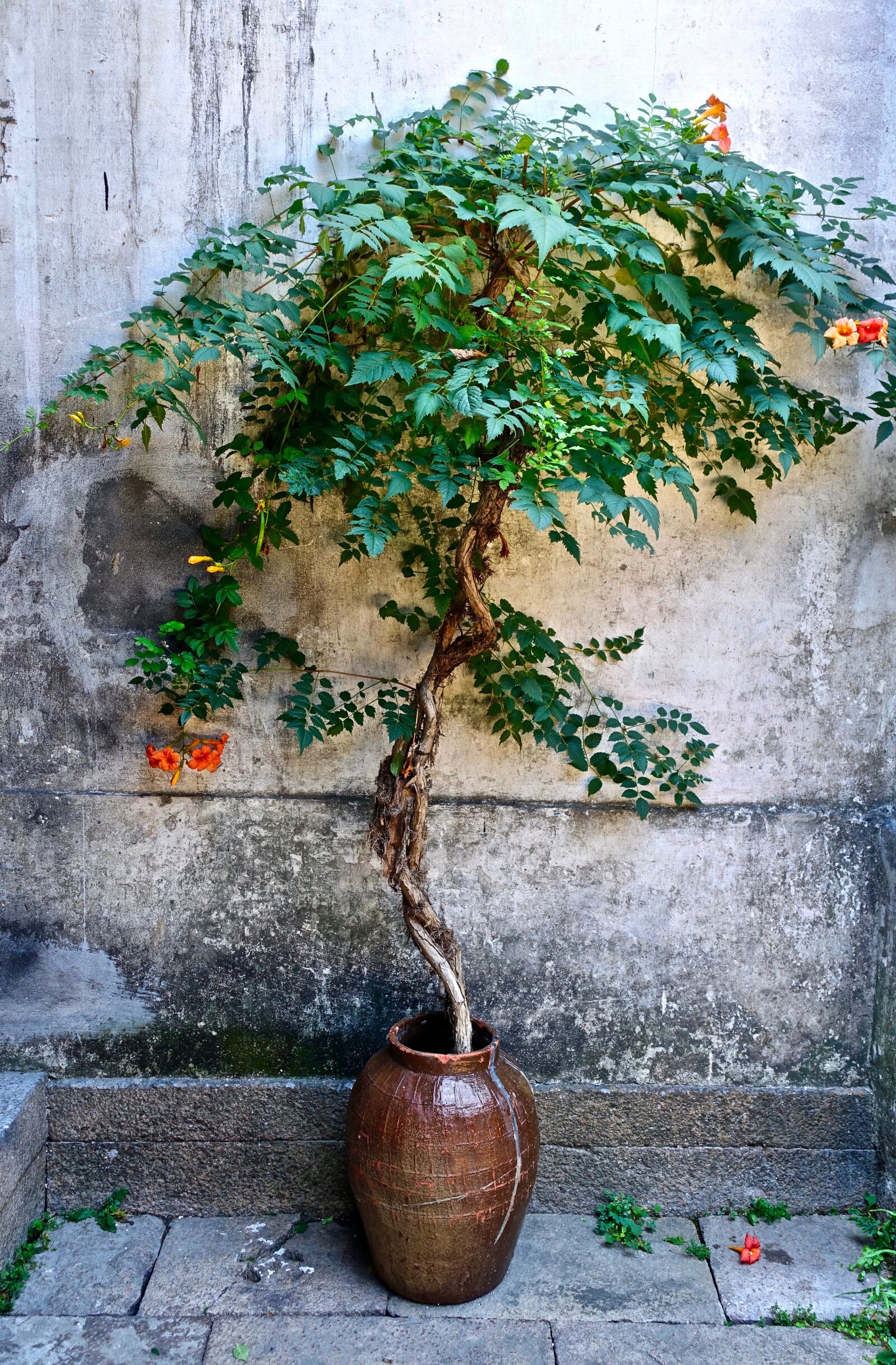 Sony Cyber-shot DSC-RX100 III sample photo. Tree, bonsai, pot photography