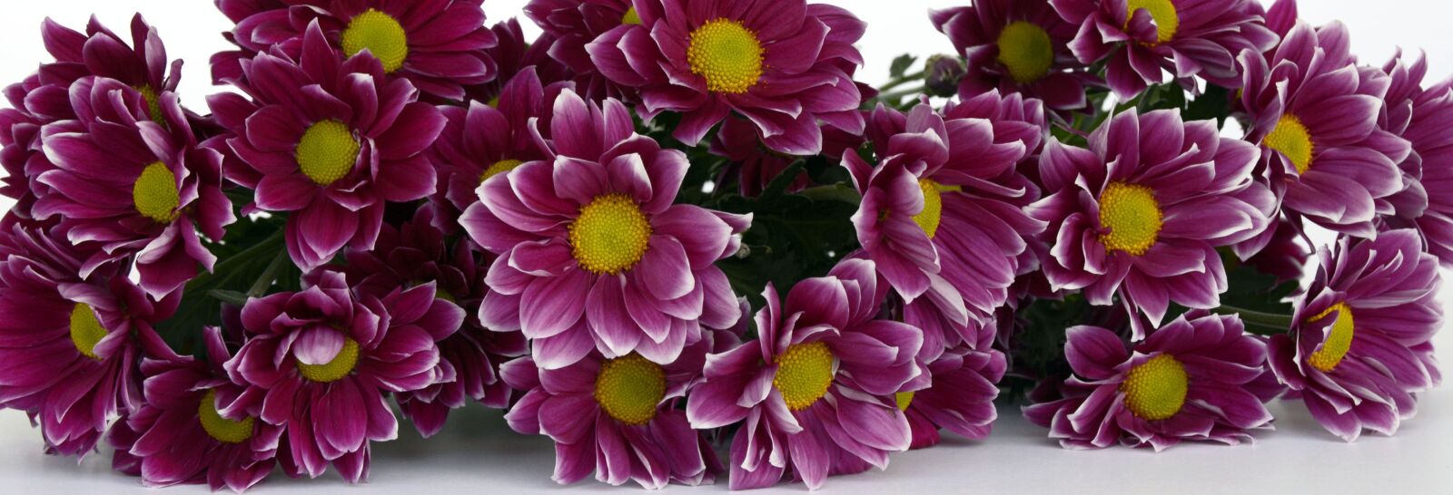 Nikon D7100 sample photo. Chrysanthemum daisies, flowers, bl photography