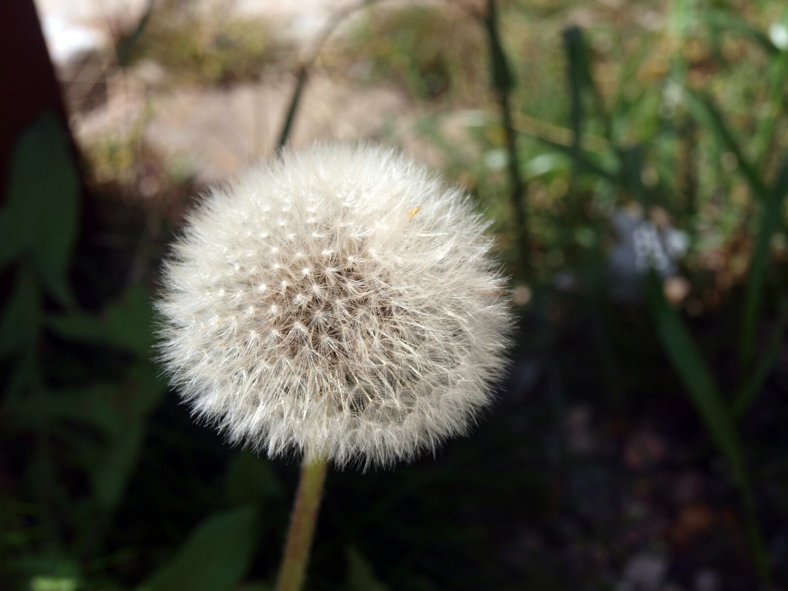 Olympus E-420 (EVOLT E-420) sample photo. Flower dandelion, ipselas, seeds photography