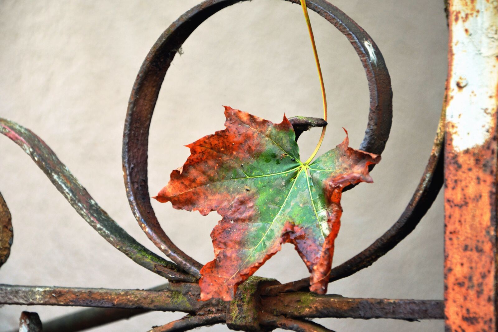 Nikon D5200 sample photo. Leaf, autumn, metal, fence photography