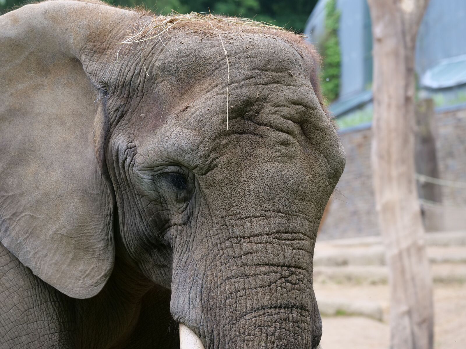 Panasonic Lumix DC-G9 sample photo. Elephant, zoo, animal photography