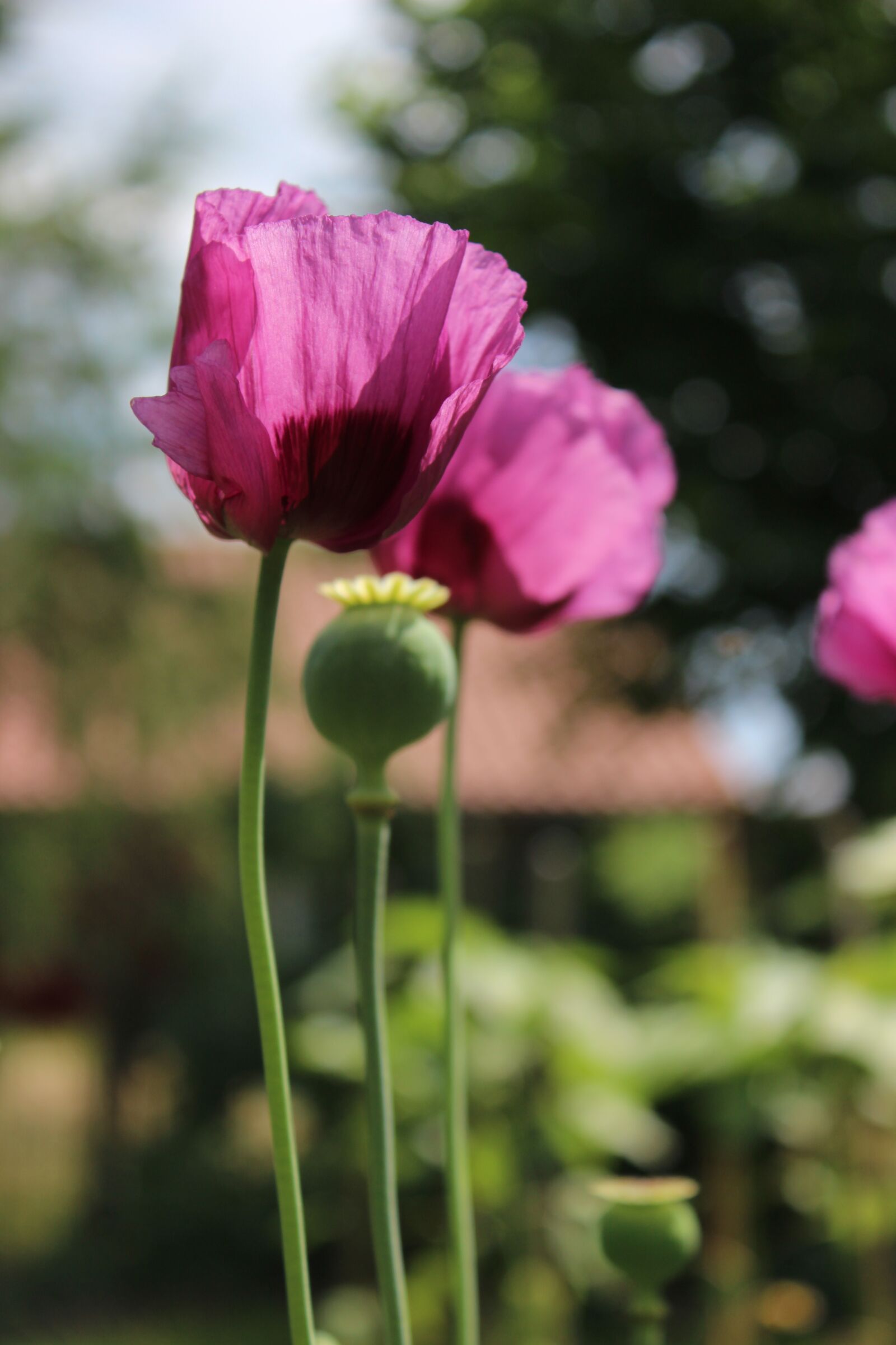 Canon EOS 600D (Rebel EOS T3i / EOS Kiss X5) sample photo. Plant, garden, blossom photography