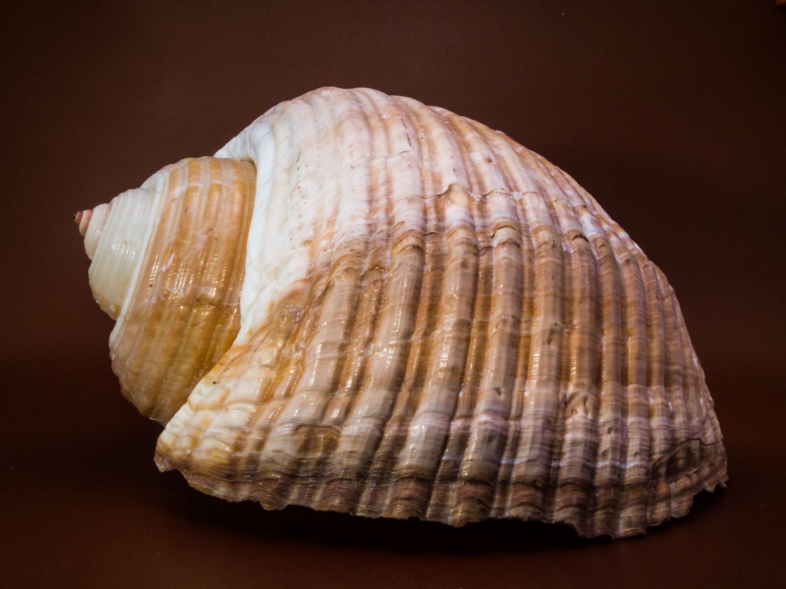 Fujifilm X-S1 sample photo. Shell, snail, close up photography