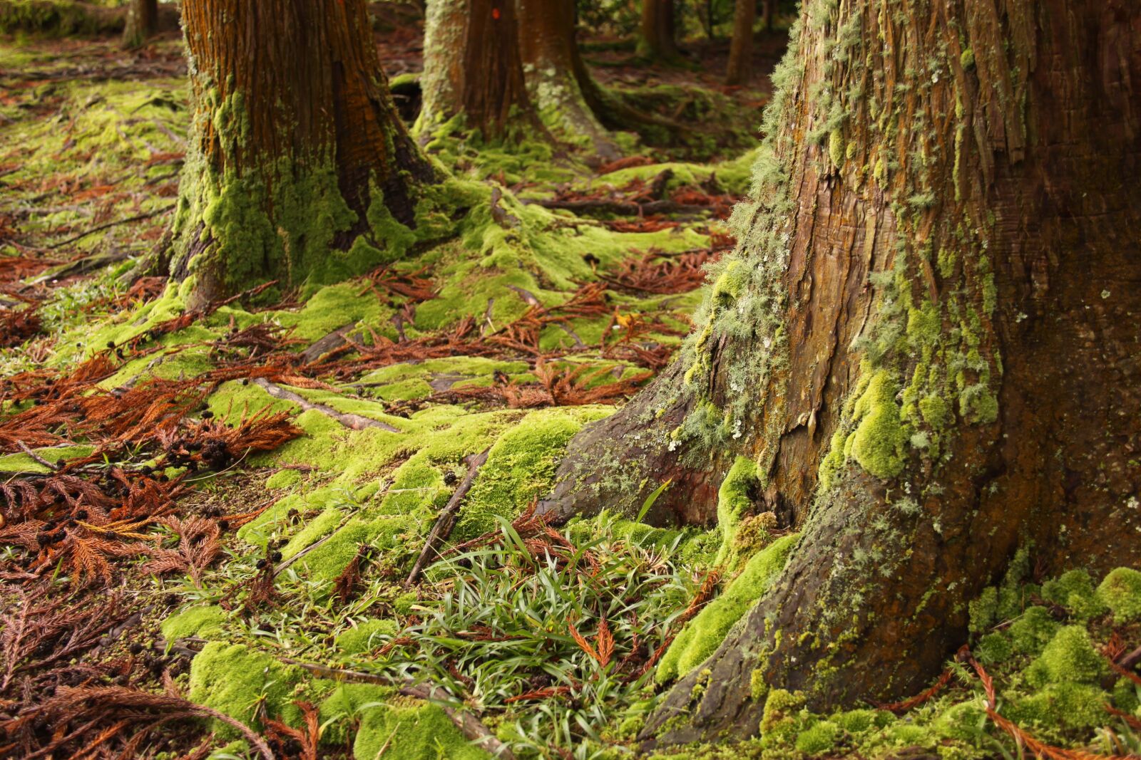 Canon EOS 50D sample photo. Moss, green, woods photography
