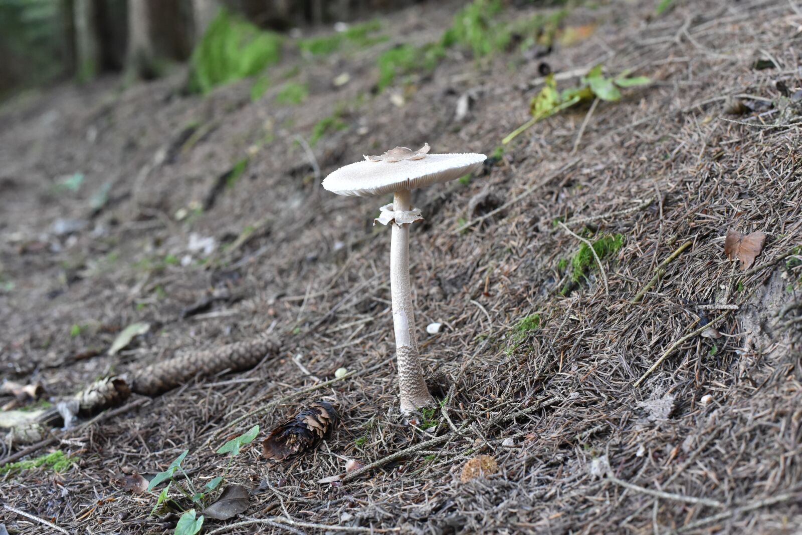 Nikon D750 sample photo. Mushrooms, nature, autumn photography