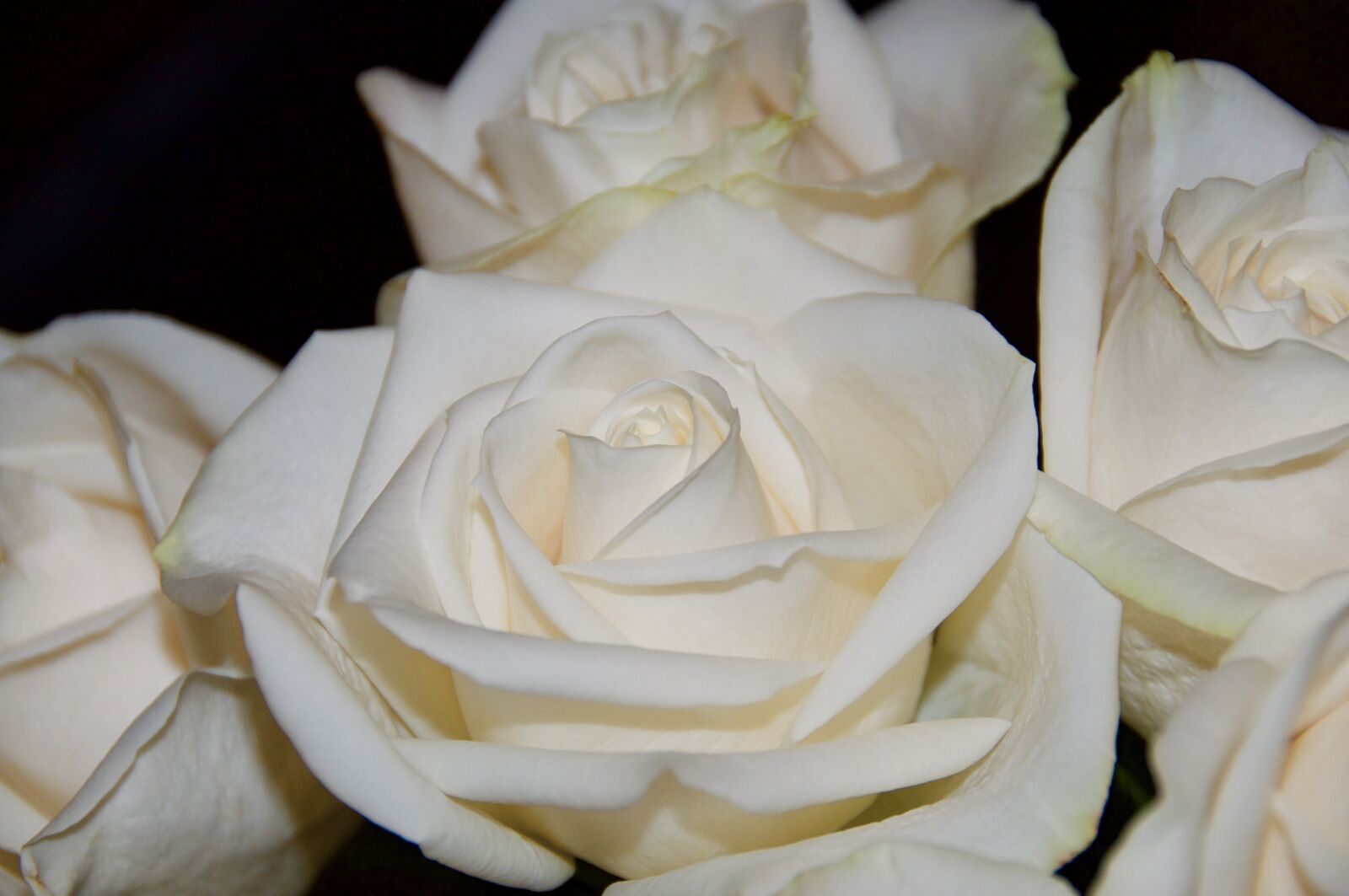 Nikon D90 sample photo. Roses, white, wedding photography