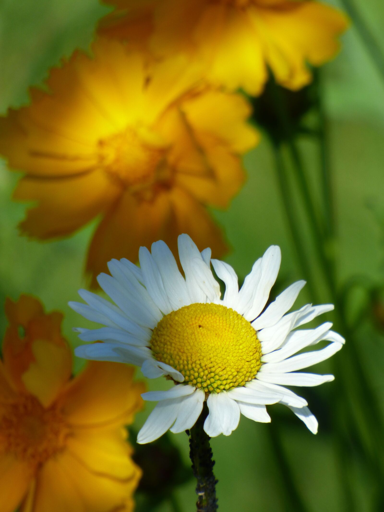 Panasonic DMC-FZ72 sample photo. Marguerite, flower, yellow photography