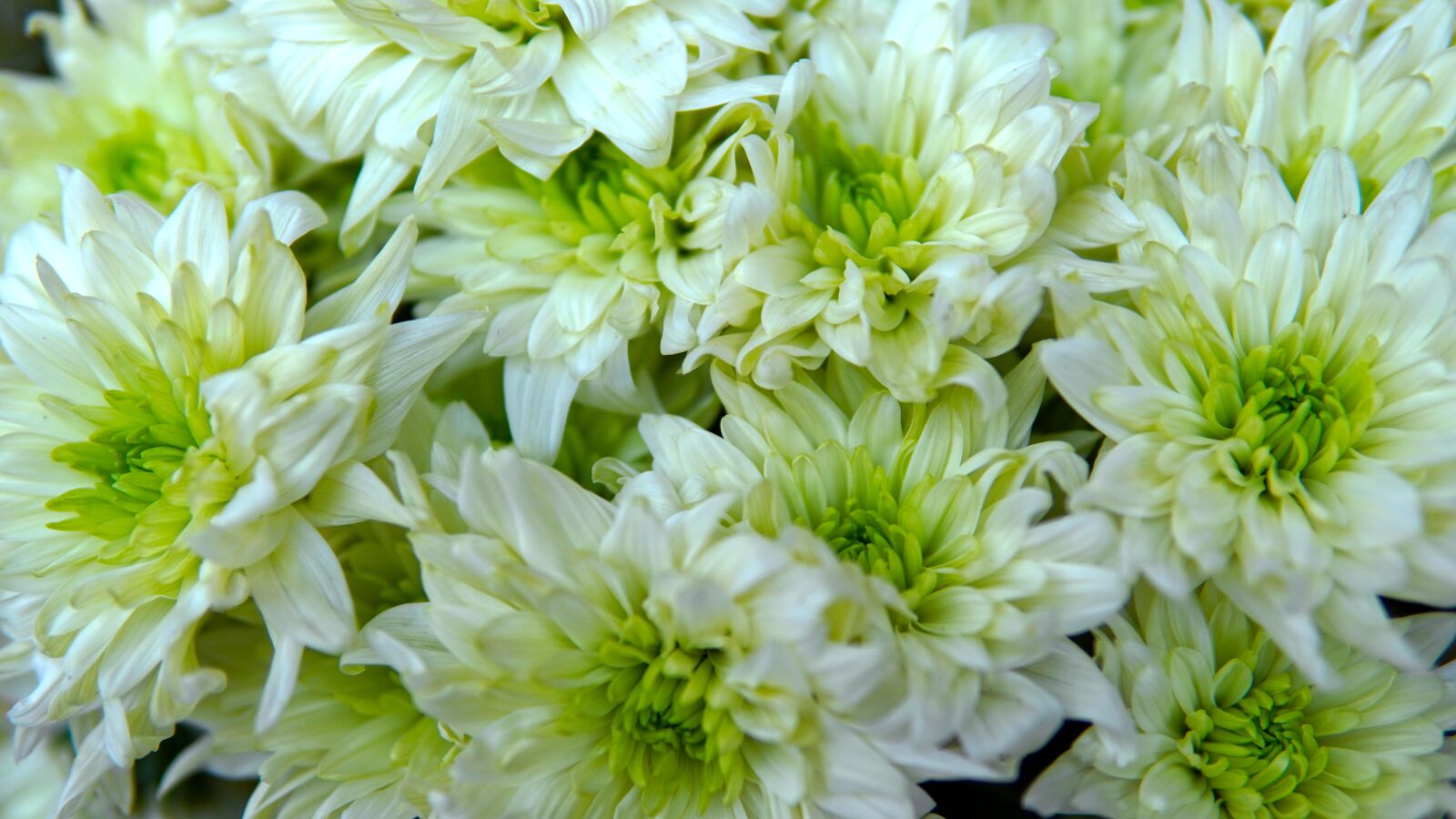 30mm F1.4 DC DN | Contemporary 016 sample photo. Chrysanthemums, white, blossom photography