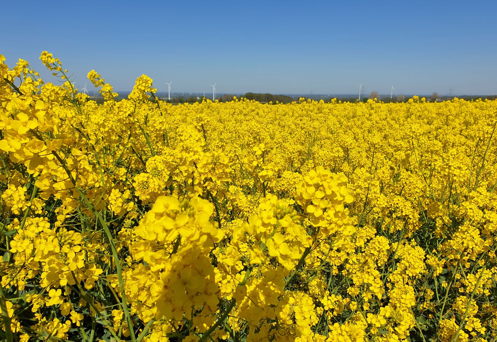 Samsung Galaxy S9+ sample photo. Landscape, nature, yellow photography