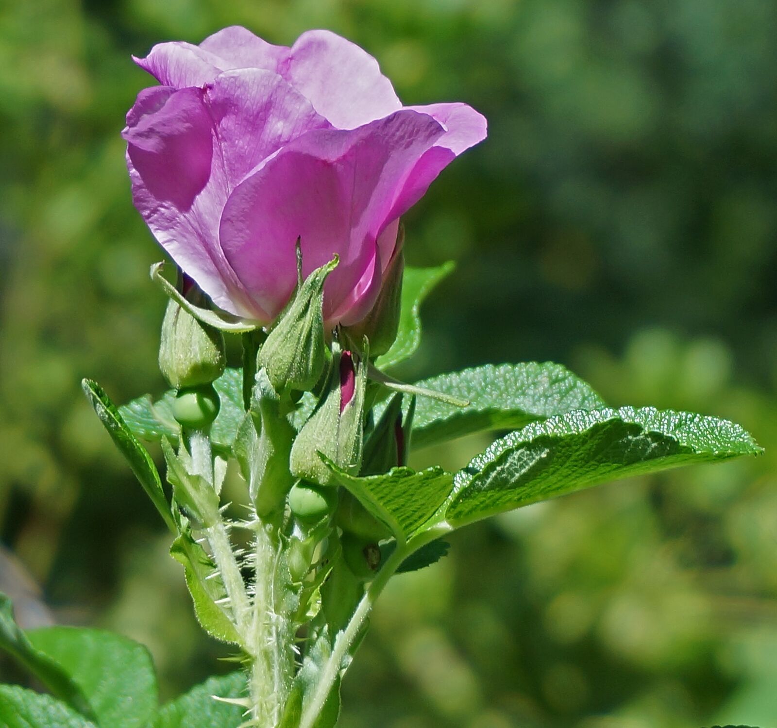 Sony Alpha NEX-5T sample photo. Rose, rugosa rose with photography