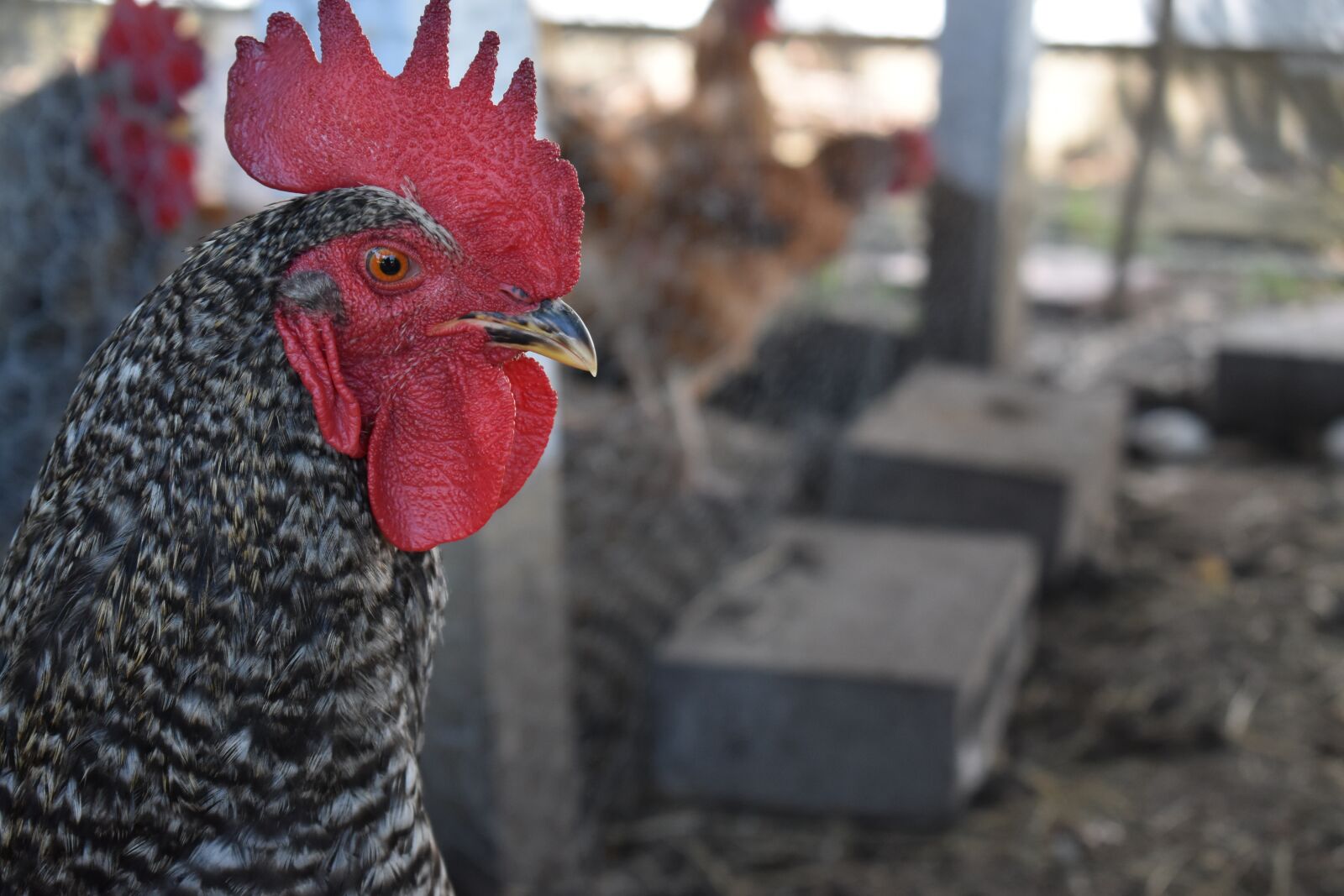 Nikon D3500 sample photo. Rooster, chicken, coop photography
