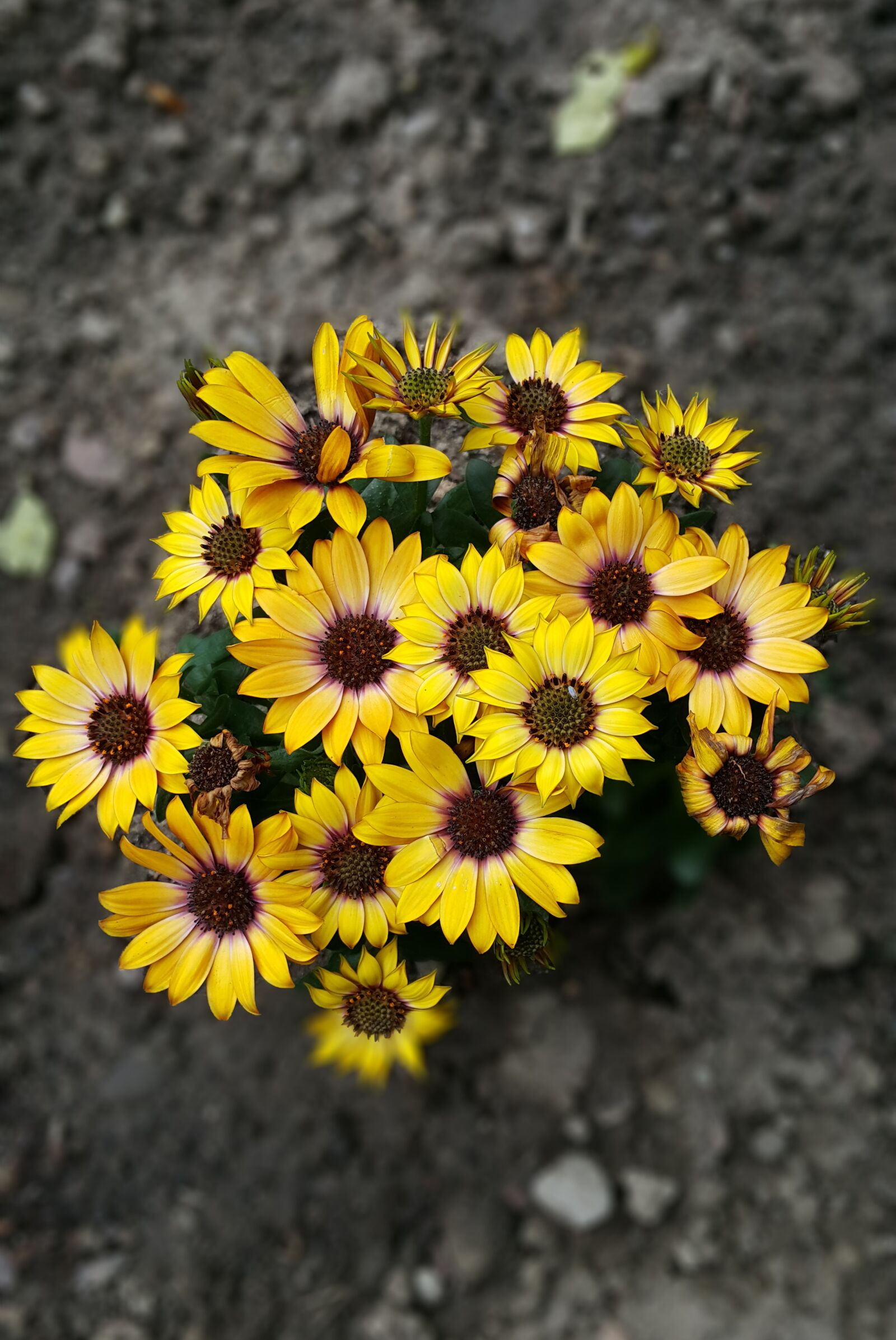 Samsung Galaxy Note4 sample photo. Flowers, daisies, african photography