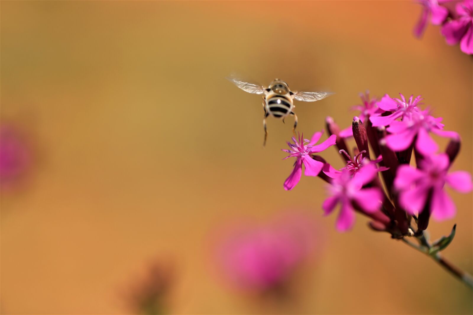 Canon EF 100mm F2.8L Macro IS USM sample photo. Bee, plants, blossom photography