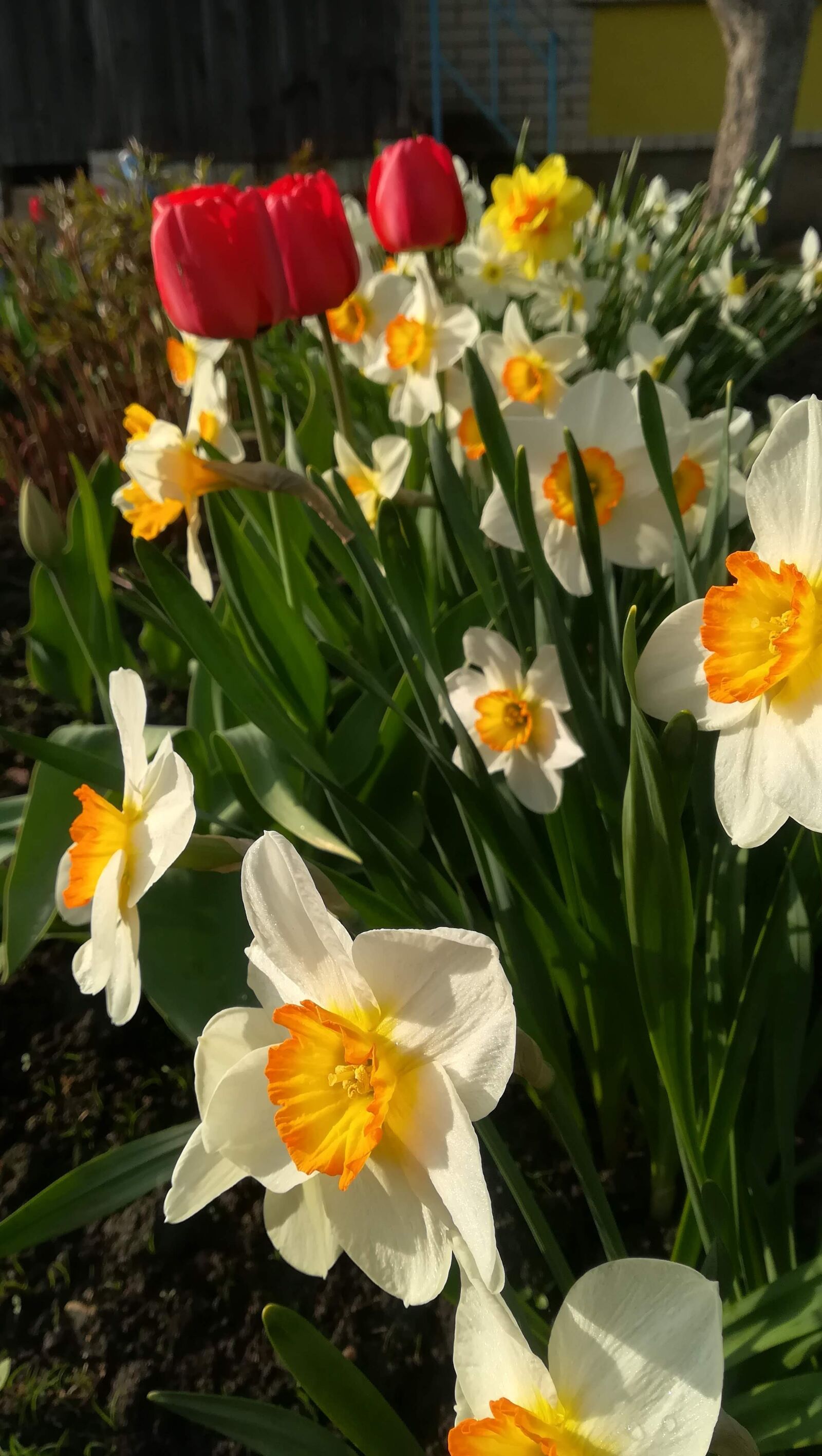 HUAWEI P10 lite sample photo. Spring, tulips, narcissus photography