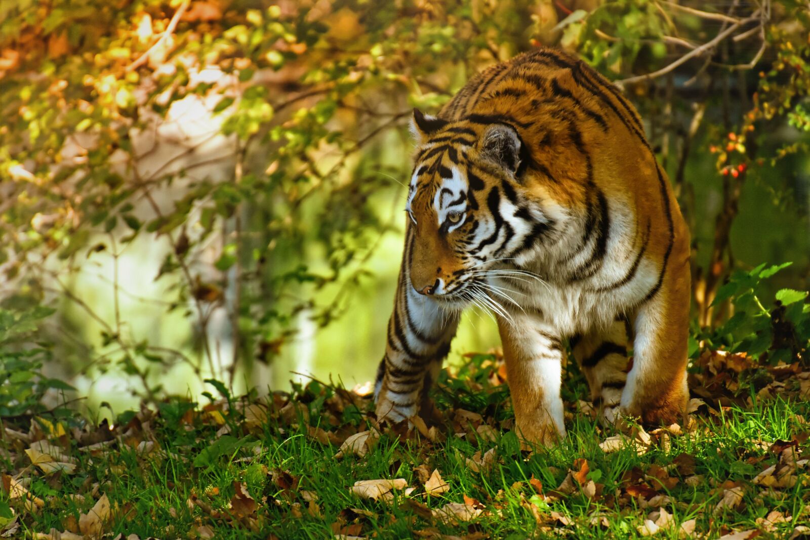 Nikon D7200 sample photo. Tiger, predator, fur photography