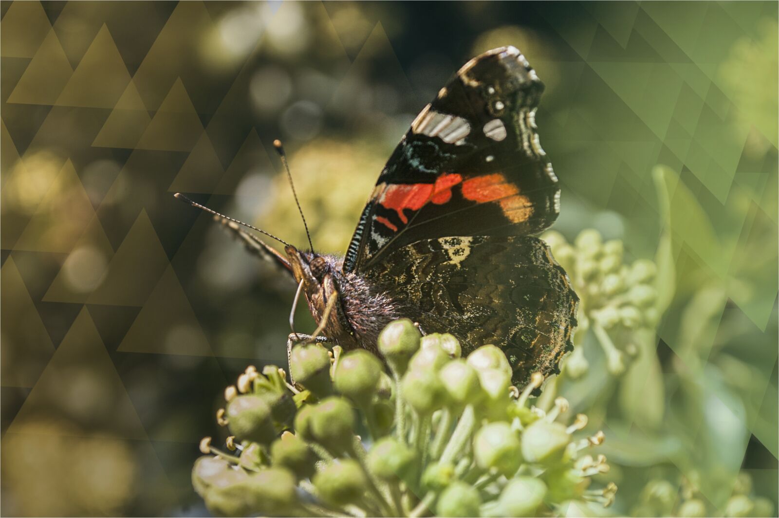 Nikon D40 sample photo. Butterfly, insect, macro photography