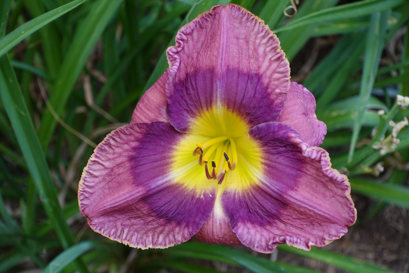 Sony Cyber-shot DSC-RX100 III sample photo. Day lily, garden, lily photography