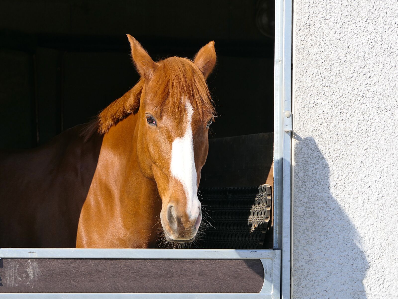 Panasonic Lumix DMC-FZ2500 (Lumix DMC-FZ2000) sample photo. Horse, portrait, bai photography