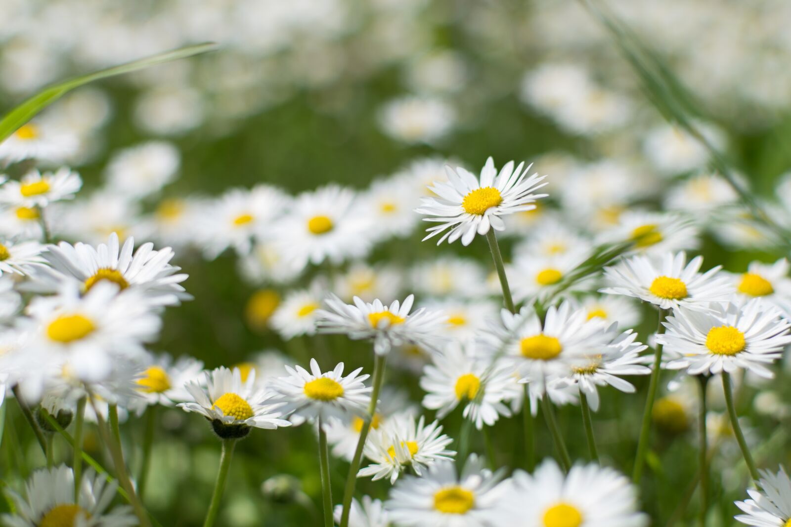 Nikon D7200 sample photo. Nature, plant, flower photography