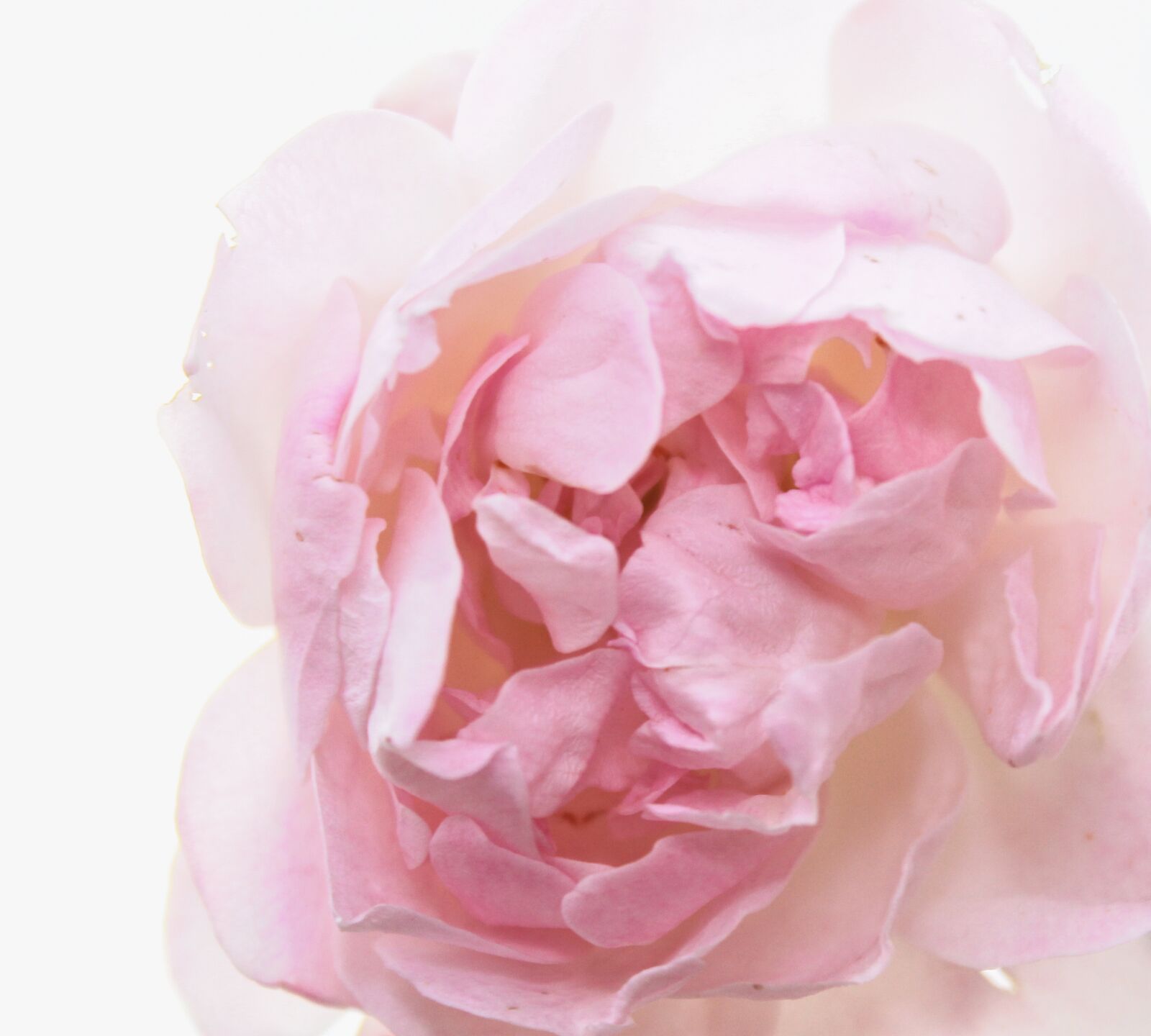 Canon EOS 1100D (EOS Rebel T3 / EOS Kiss X50) sample photo. Rose, flower, petal photography