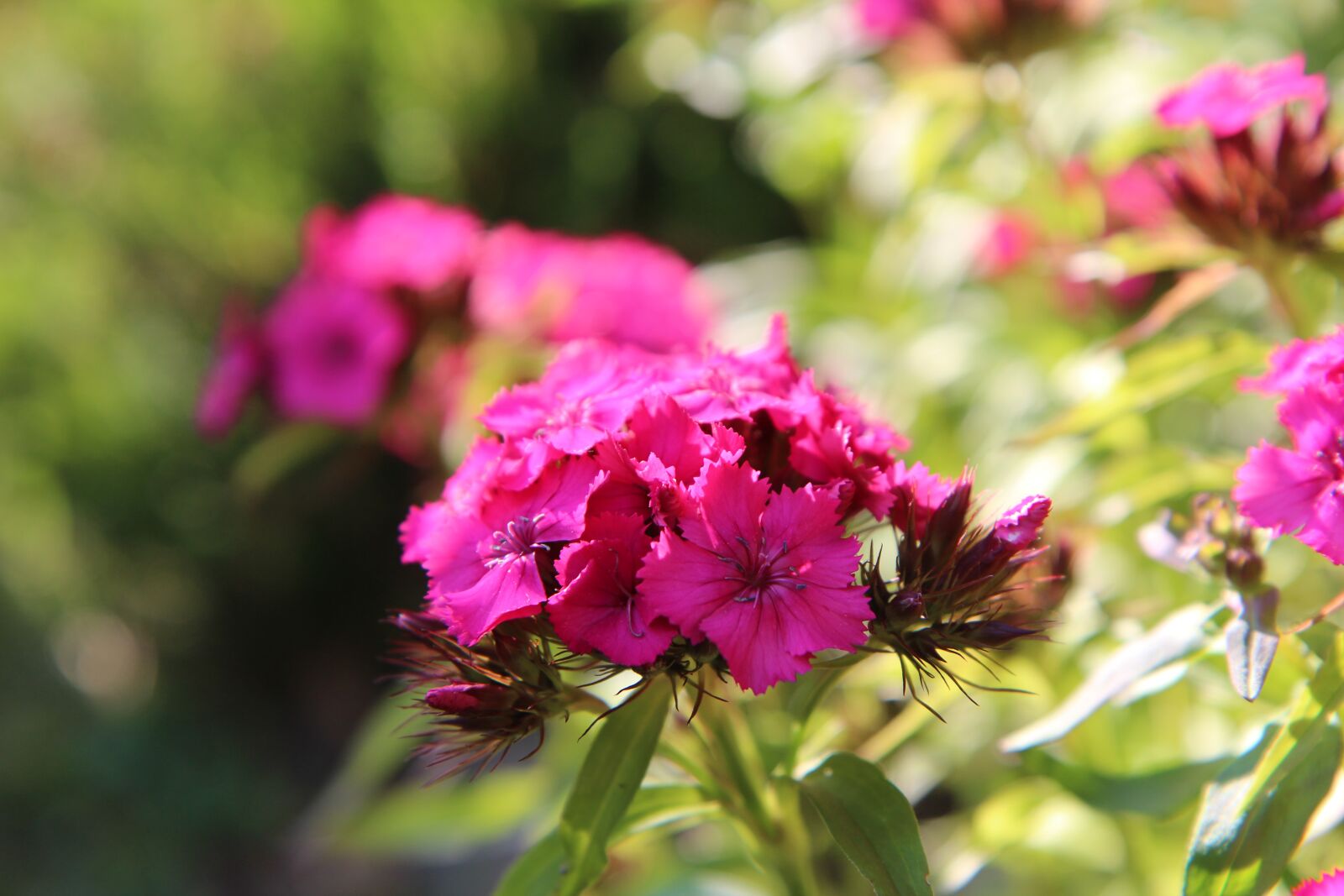Canon EOS 600D (Rebel EOS T3i / EOS Kiss X5) sample photo. œillet, sweet william, flowering photography