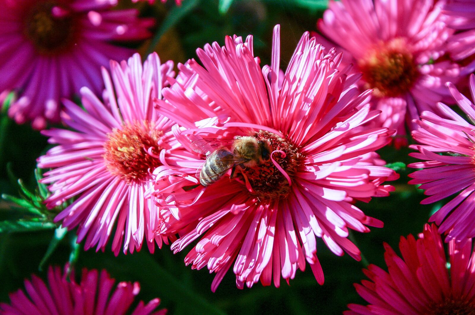 KONICA MINOLTA DYNAX 5D sample photo. Flower, nature, plant photography