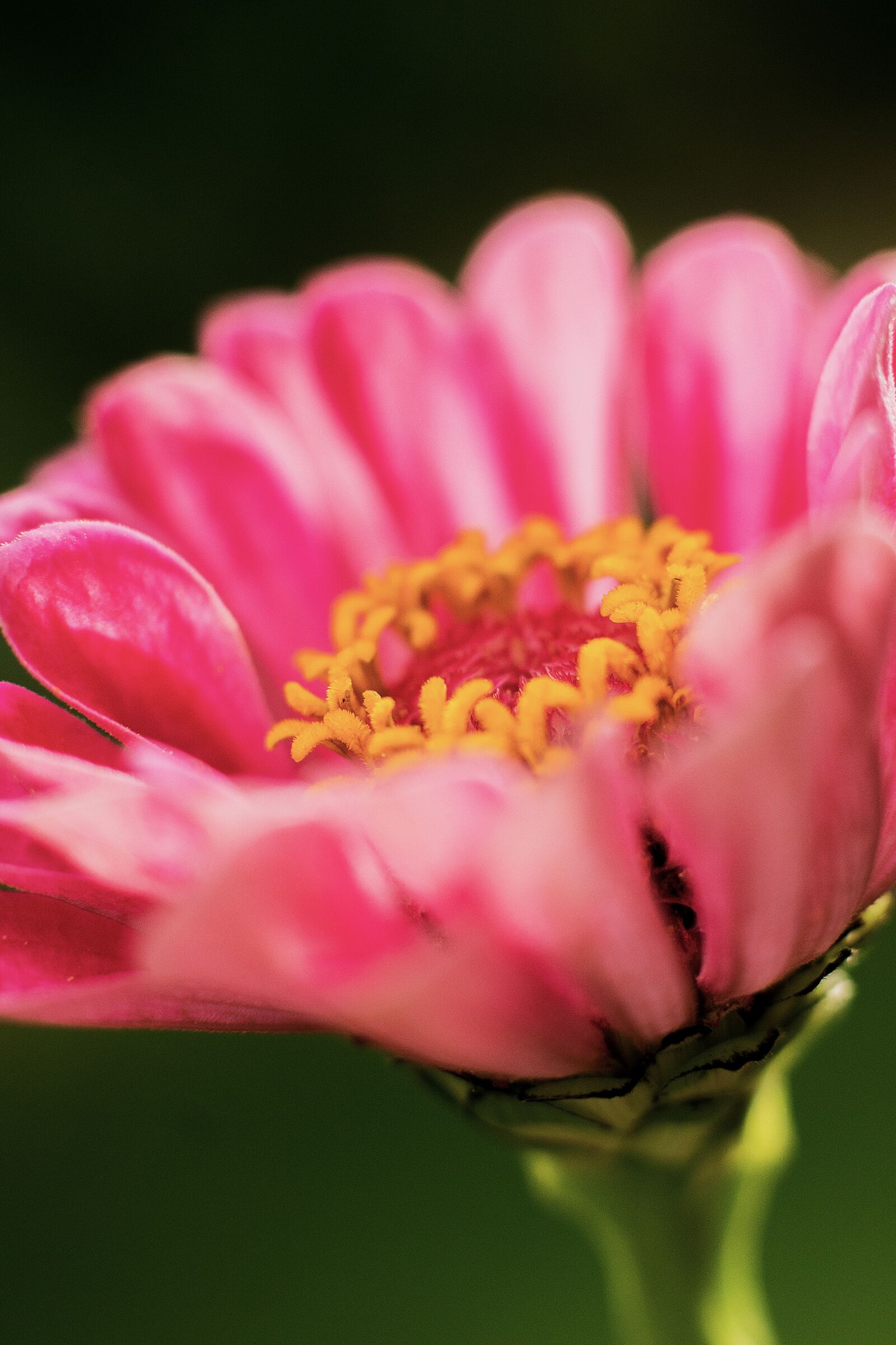 Nikon D7200 sample photo. Flower, garden, blossom photography