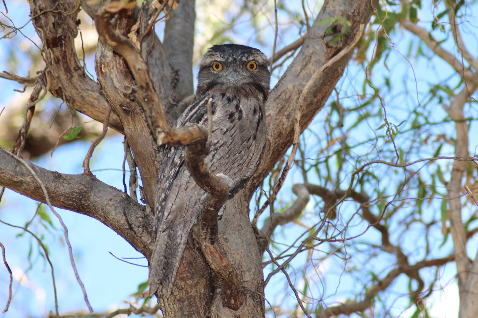 Canon EOS 700D (EOS Rebel T5i / EOS Kiss X7i) sample photo. Tawny frogmouth, surprised, nocturnal photography