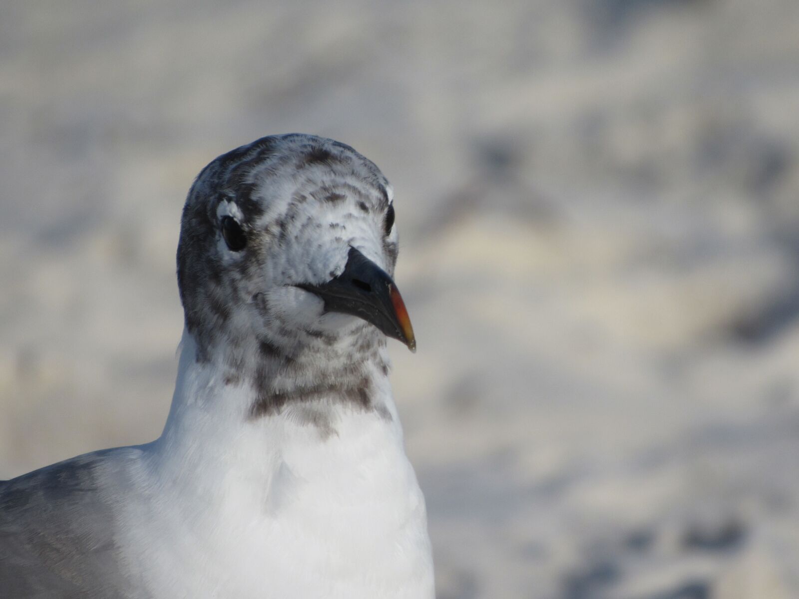 Canon PowerShot SX520 HS sample photo. Seagull, beach, sand photography