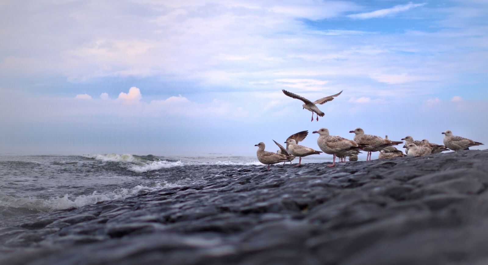 Pentax K-70 sample photo. Gulls, north sea, bird photography