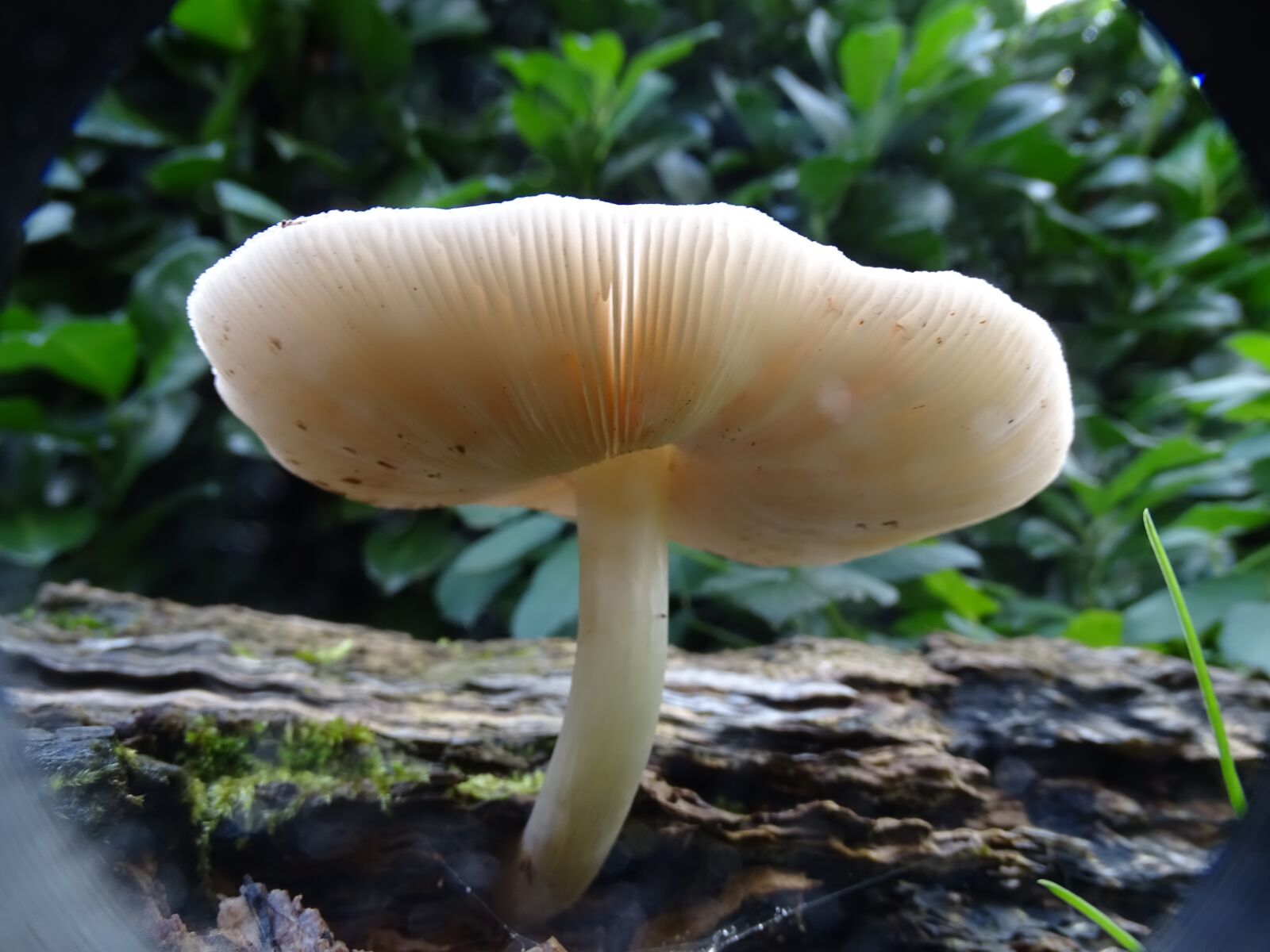 Sony Cyber-shot DSC-HX400V sample photo. Mushroom, garden, close up photography