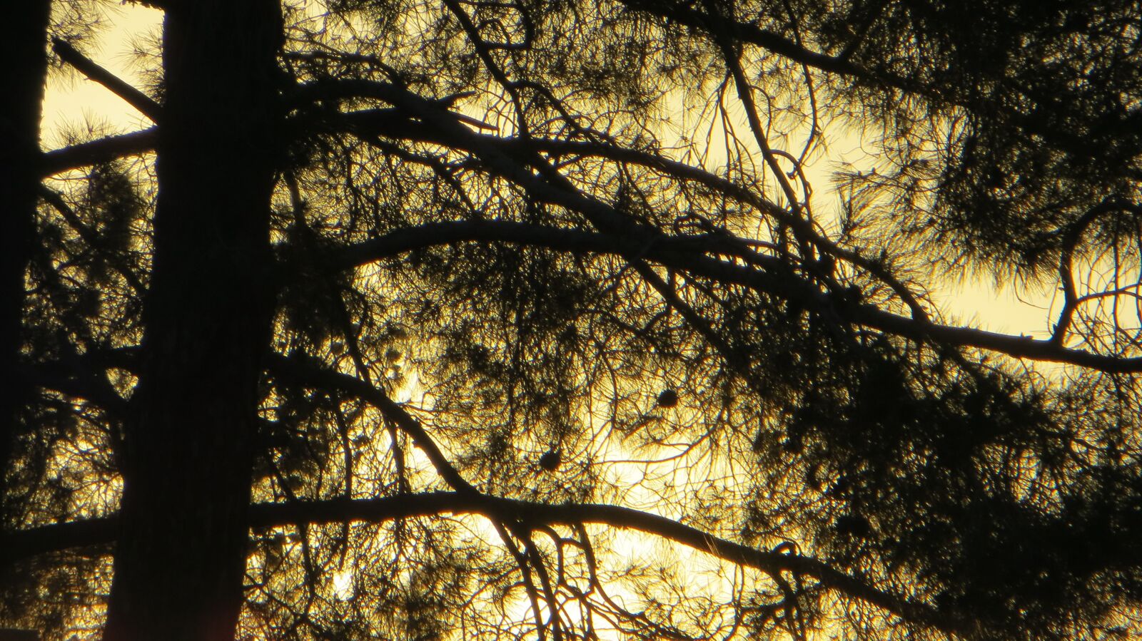 Canon PowerShot SX240 HS sample photo. Tree, background, forest photography