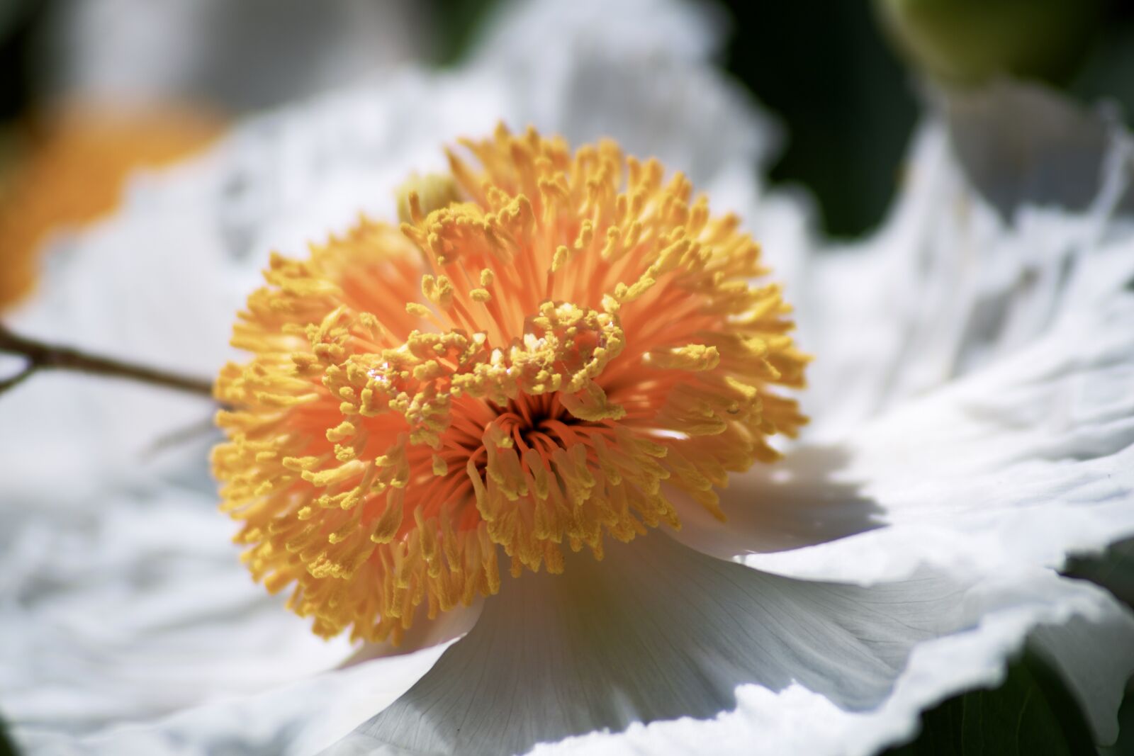 Canon EOS 750D (EOS Rebel T6i / EOS Kiss X8i) sample photo. Flower, petal, stem photography