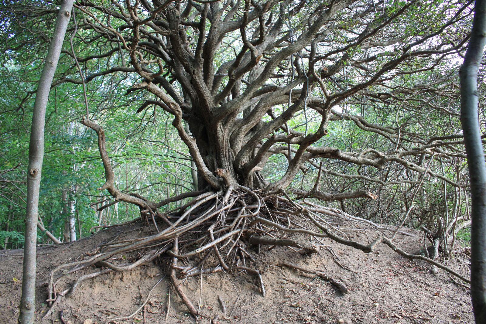 Canon EOS 500D (EOS Rebel T1i / EOS Kiss X3) sample photo. Hiddensee, tree, nature photography