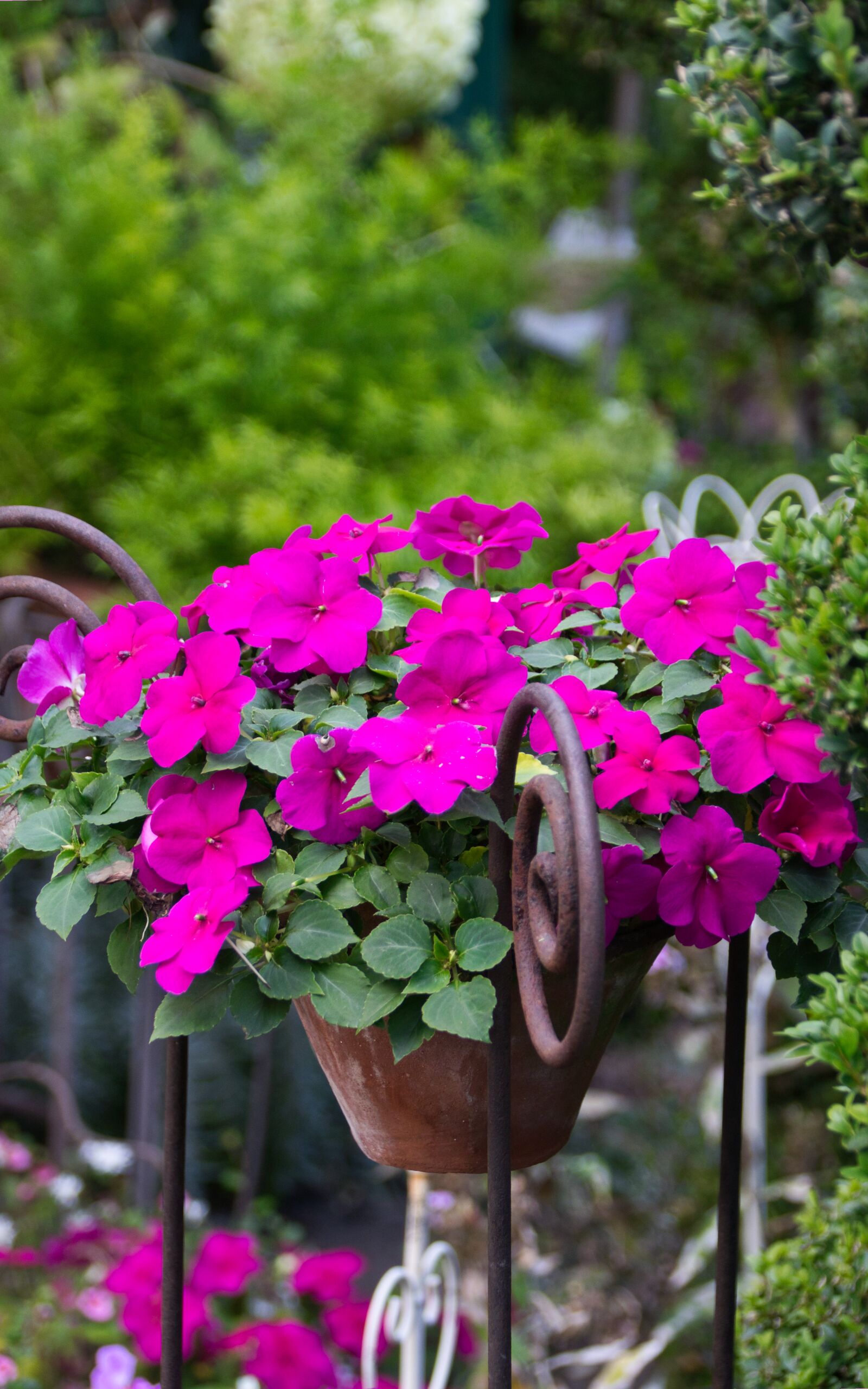 Canon EOS 200D (EOS Rebel SL2 / EOS Kiss X9) sample photo. Summer flower, still life photography
