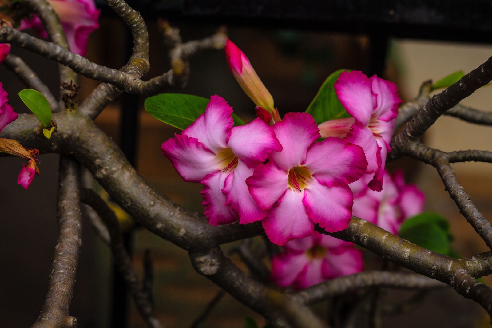 Canon EOS 700D (EOS Rebel T5i / EOS Kiss X7i) + Canon EF 50mm F1.8 STM sample photo. Invited to visit, flower photography