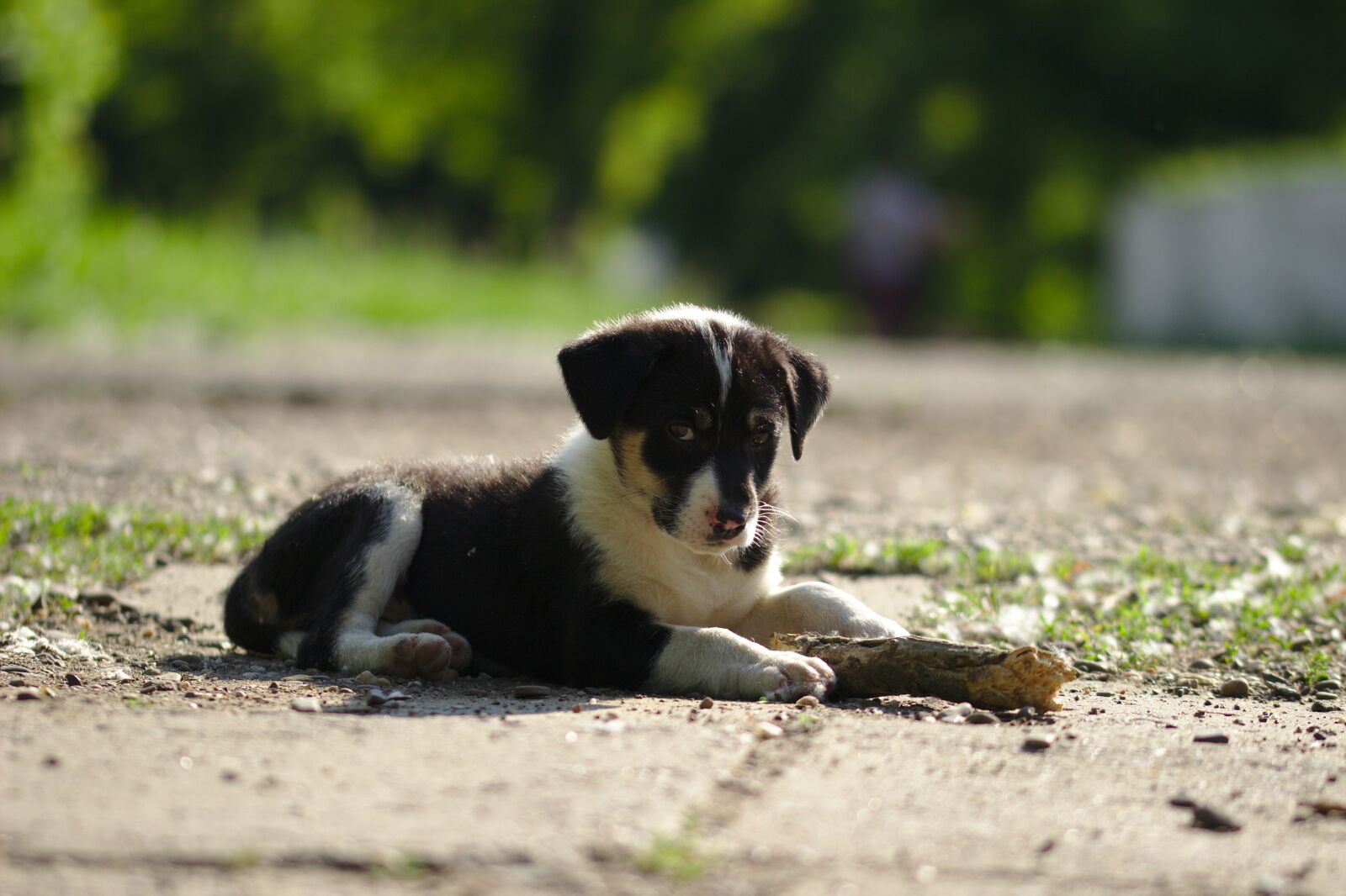 Canon EOS 600D (Rebel EOS T3i / EOS Kiss X5) sample photo. Dog, sad, mammalian photography