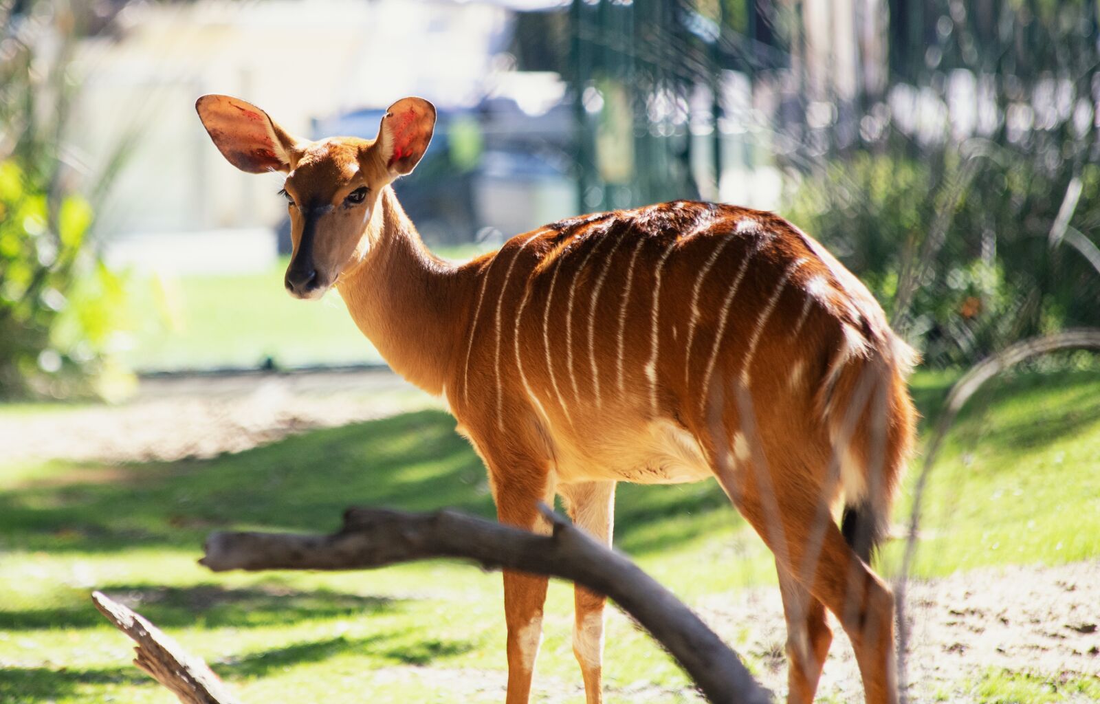 Canon EF 70-300mm F4-5.6 IS USM sample photo. Nyala, mammal, animal photography