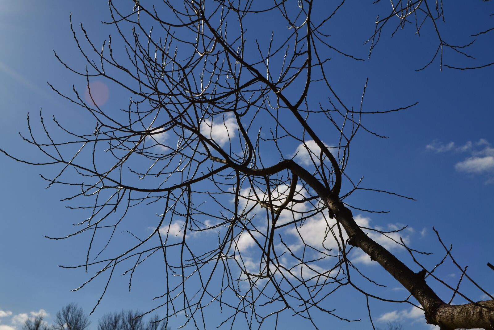 Nikon D3100 sample photo. Branch, branches, twig photography