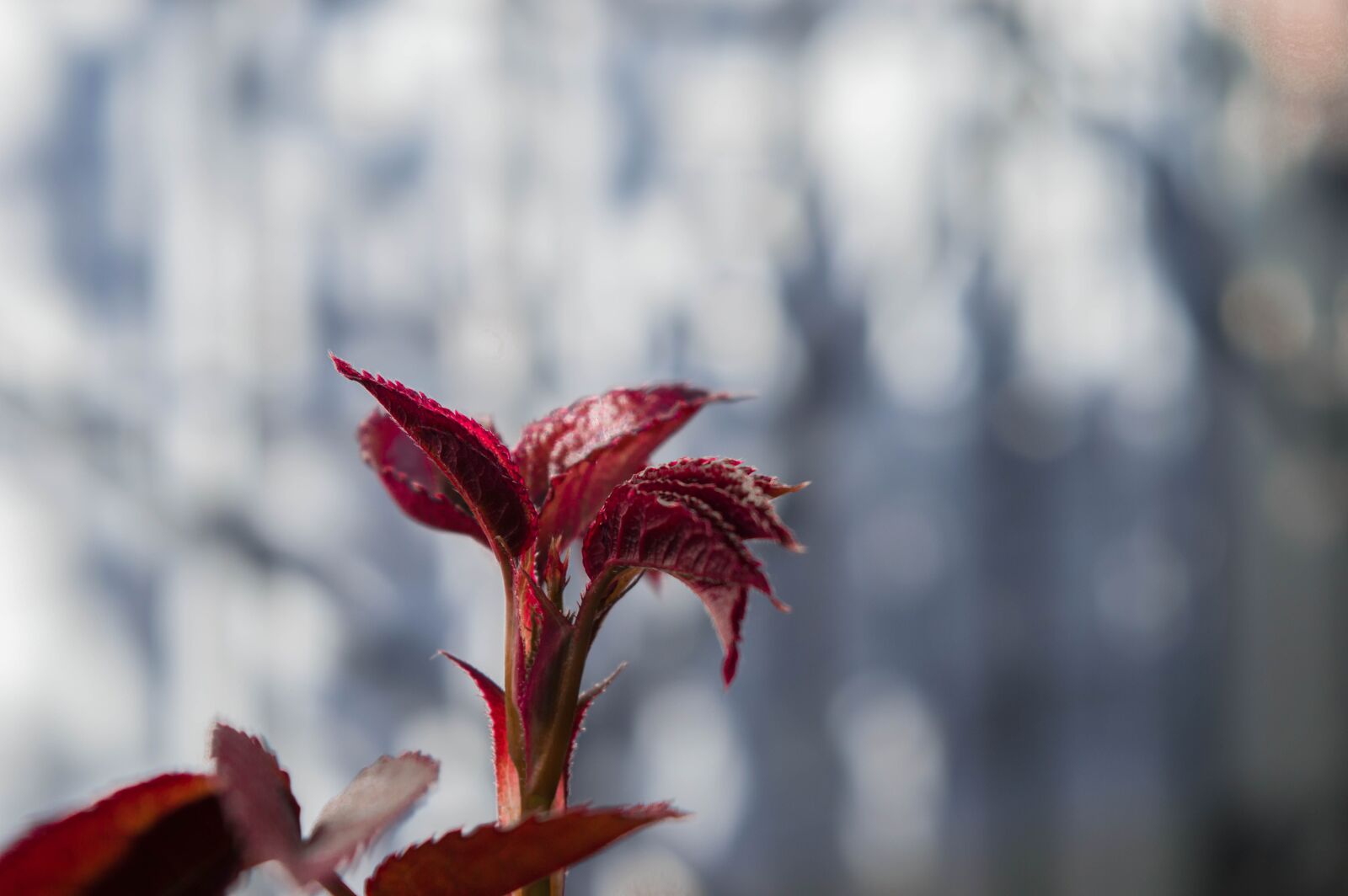 Nikon D3200 sample photo. Nature, green, flower photography