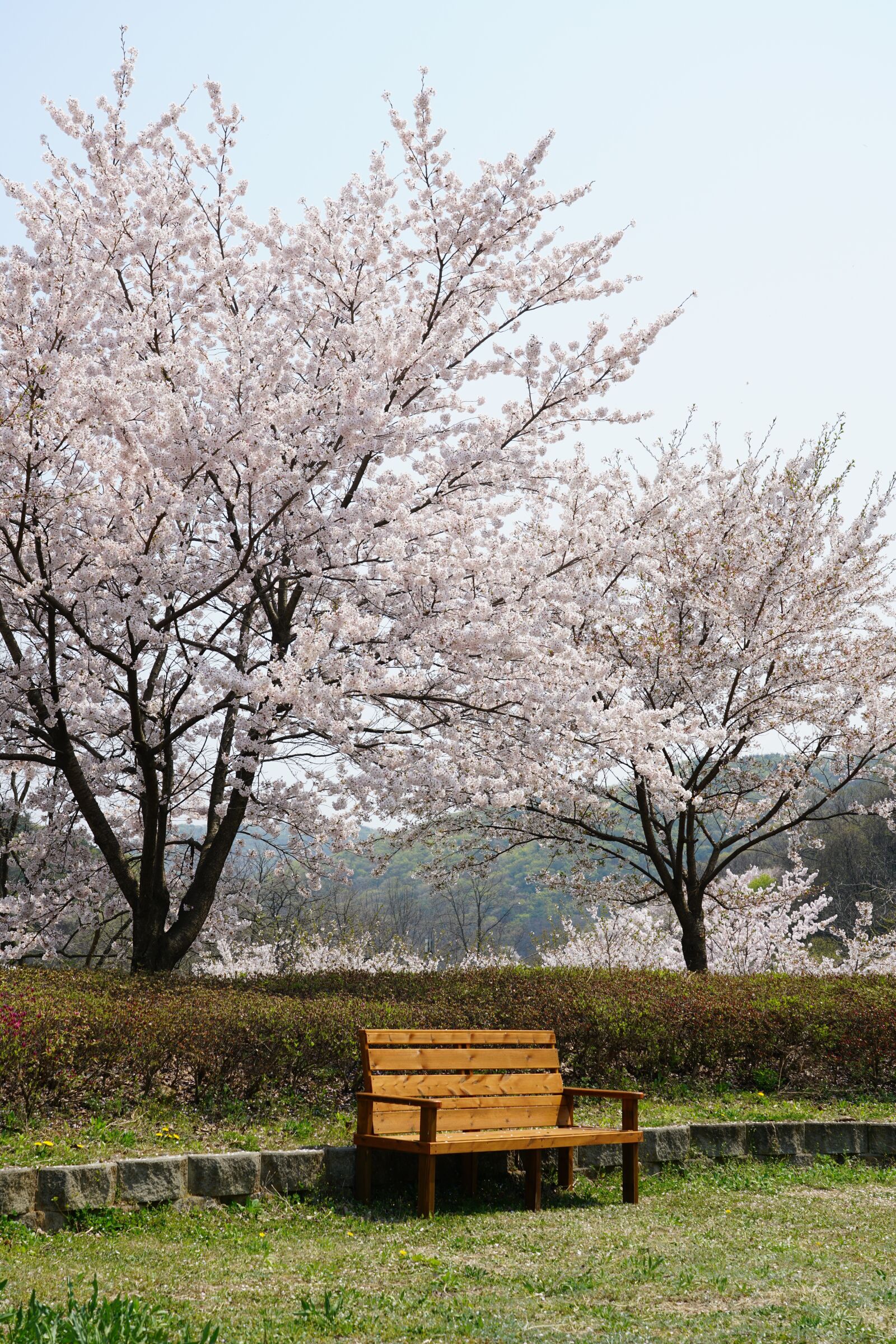 Sony FE 24-105mm F4 G OSS sample photo. Korea, temple, flower photography