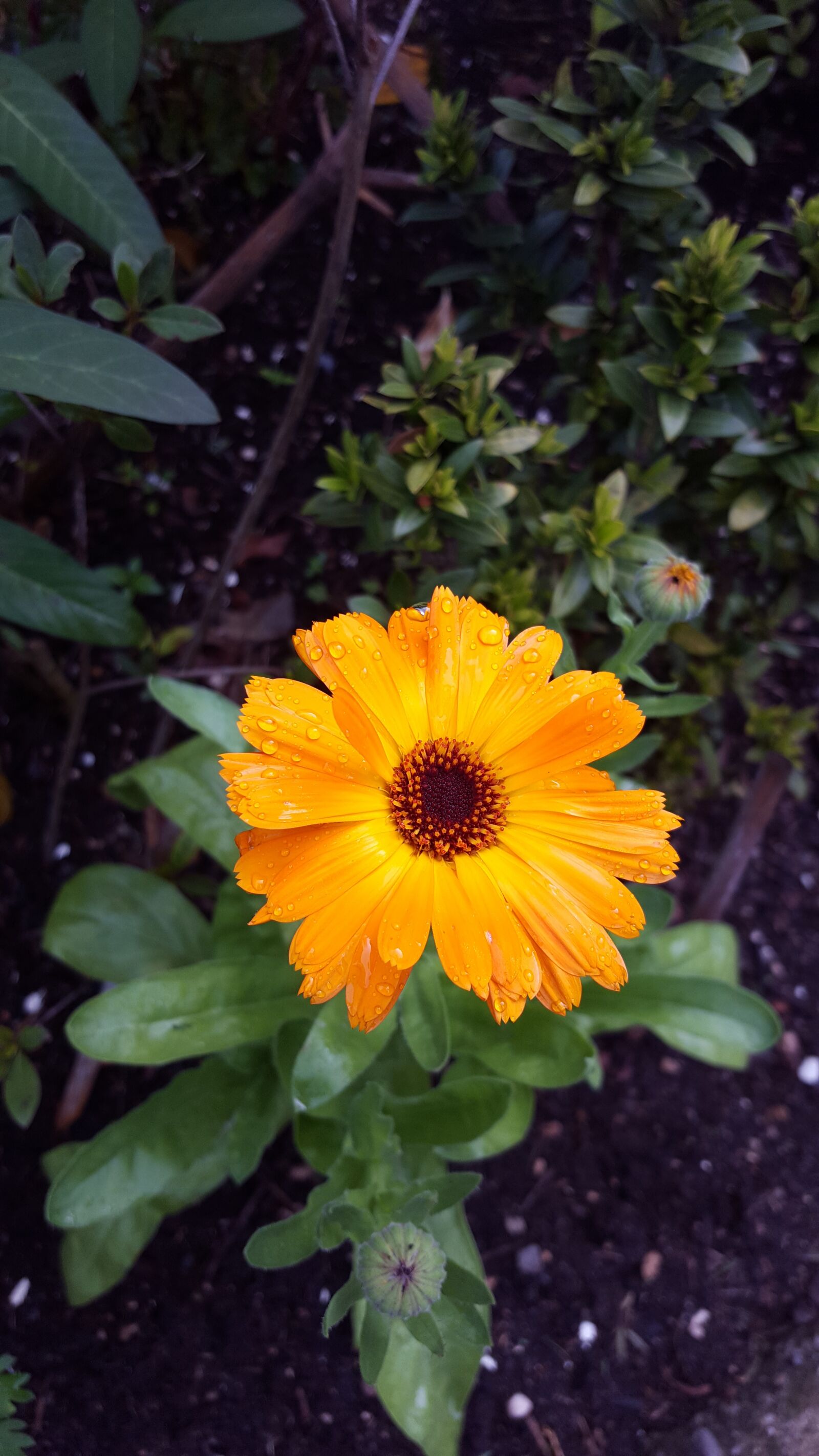Samsung Galaxy S6 sample photo. Yellow, flower, nature photography