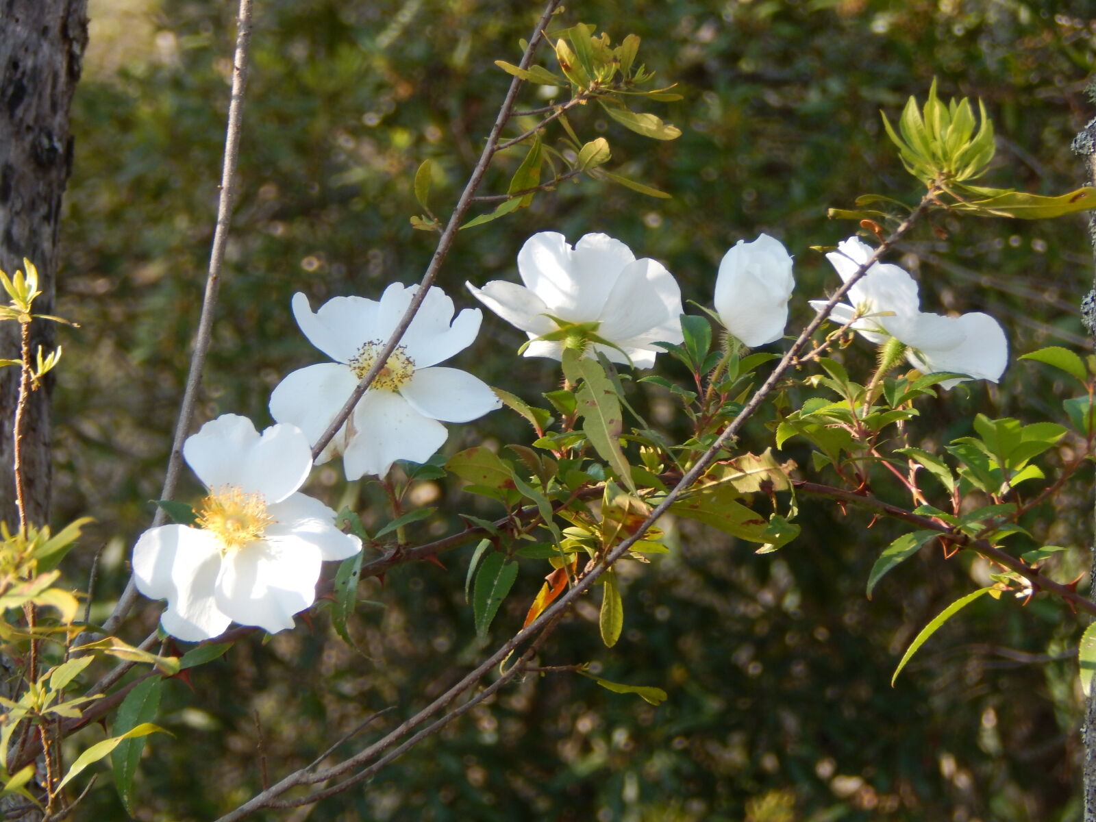 Nikon Coolpix L830 sample photo