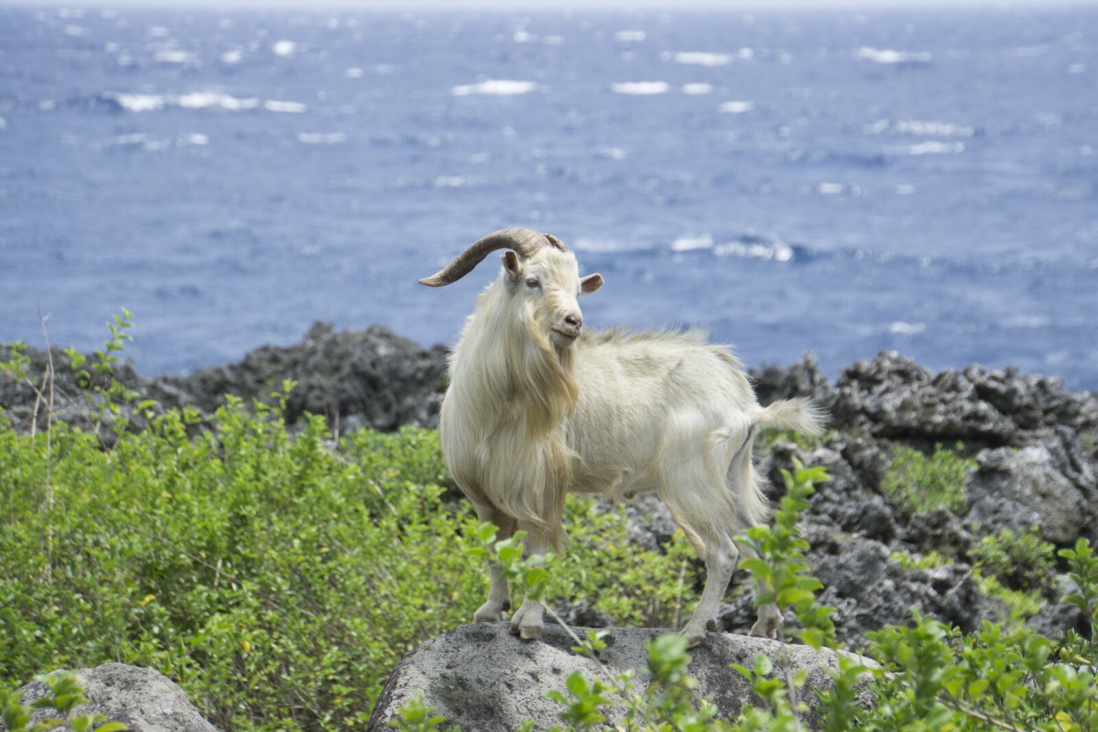 Sony E 18-200mm F3.5-6.3 OSS LE sample photo. Goat, sheep, lanyu photography