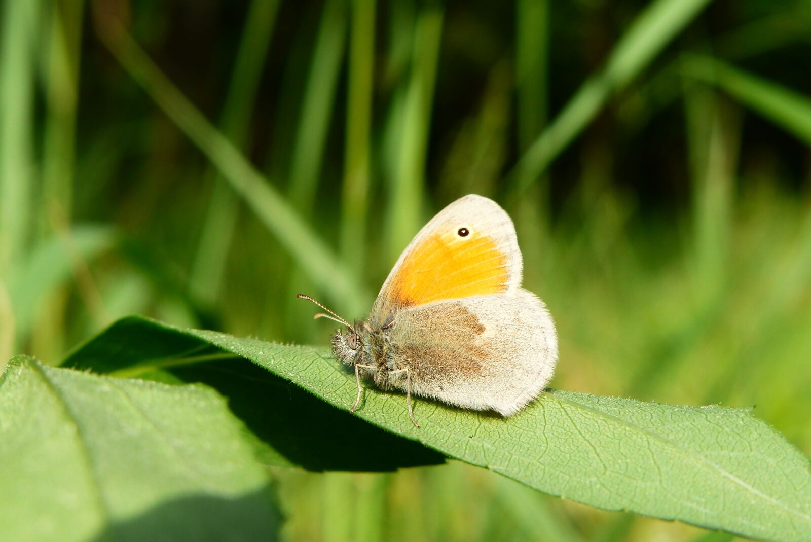 Panasonic Lumix DMC-FZ200 sample photo. Animals, invertebrates, insect photography