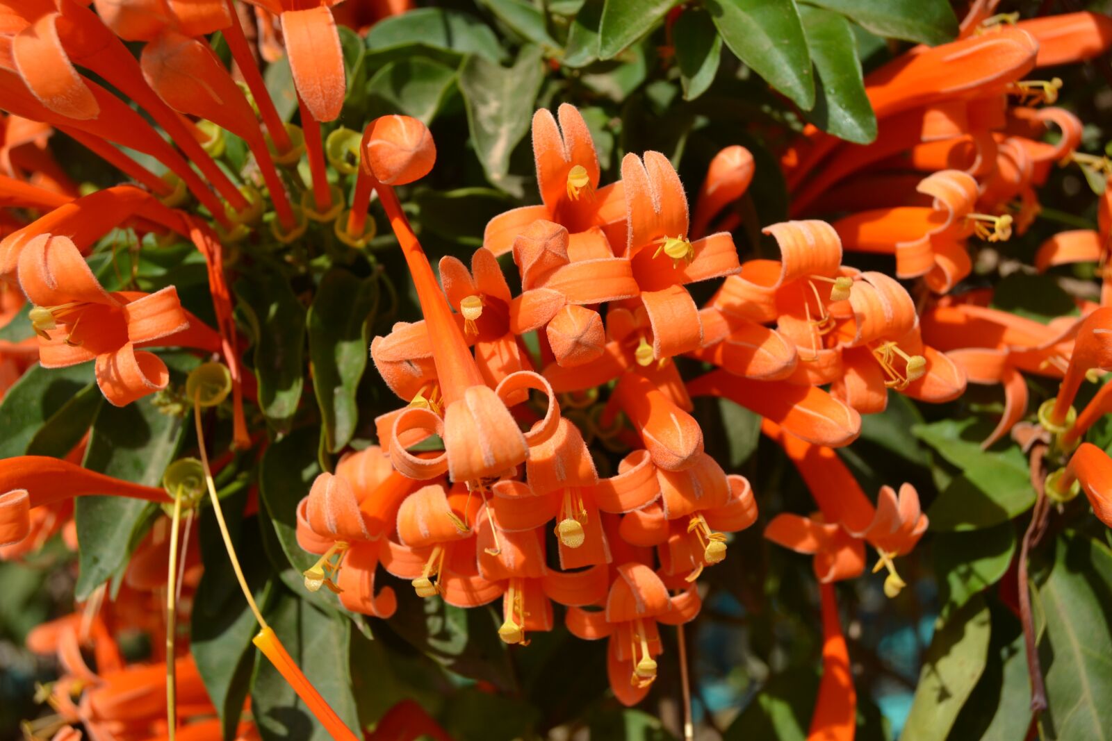 Nikon D3100 sample photo. Flower, orange, cuba photography