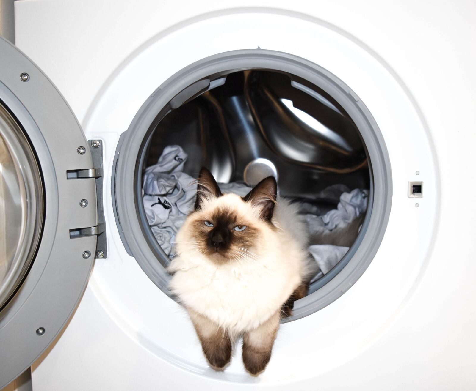 Nikon D7200 sample photo. Washing machine, wash, cat photography