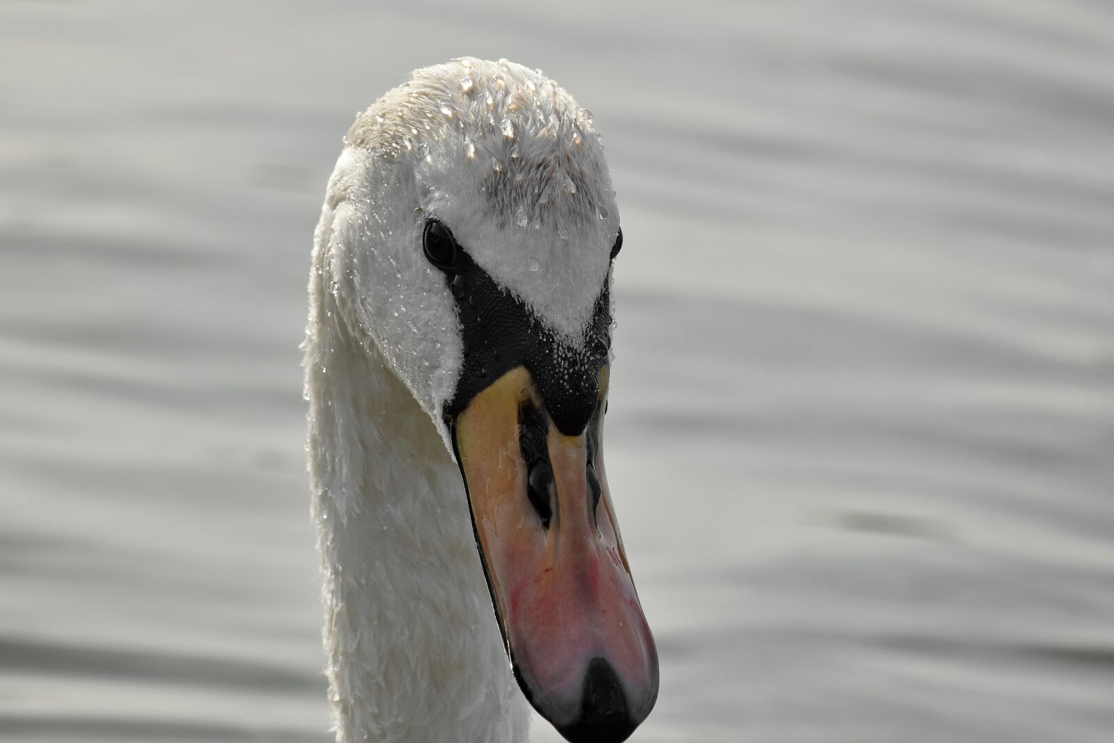 Nikon D5500 sample photo. Head, looking, swan, wet photography